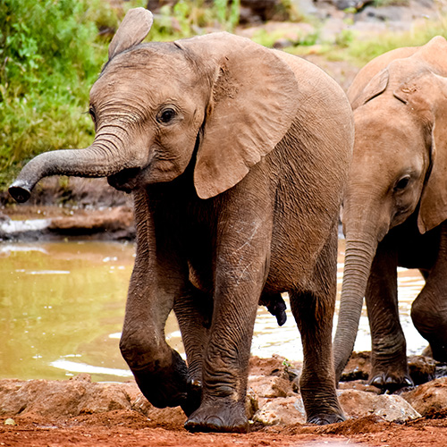 orphaned-elephants-2022-11-07-05-50-15-utc