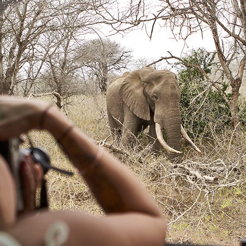 Woman taking a picture of an elephant from the car window, Kruger National Park, Lesotho, Africa